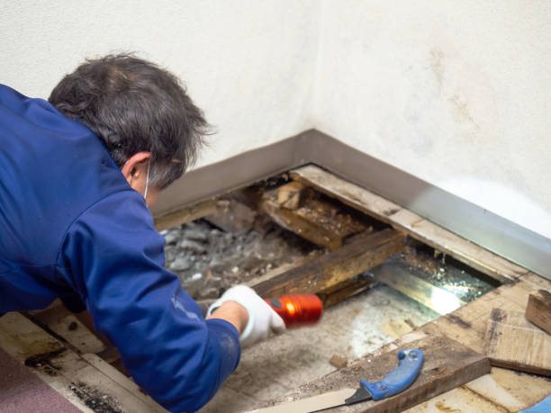 Best Commercial Mold Removal  in Peachtree City, GA