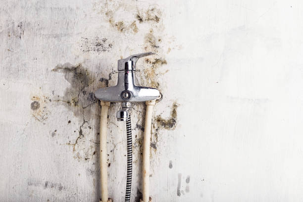 Best Mold Damage Repair  in Peachtree City, GA