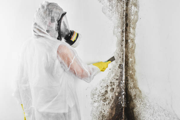 Trusted Peachtree City, GA Mold Removal Experts