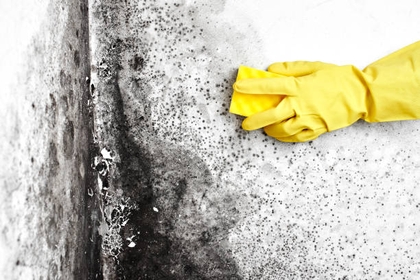 Best Mold Remediation Experts  in Peachtree City, GA