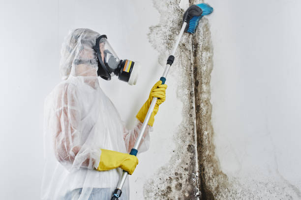 Best Black Mold Removal  in Peachtree City, GA