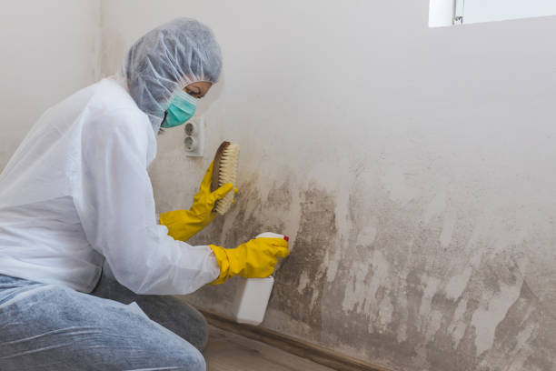 Best Same-Day Mold Removal  in Peachtree City, GA