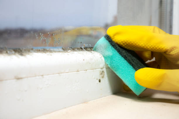 Best Mold Removal Specialists  in Peachtree City, GA