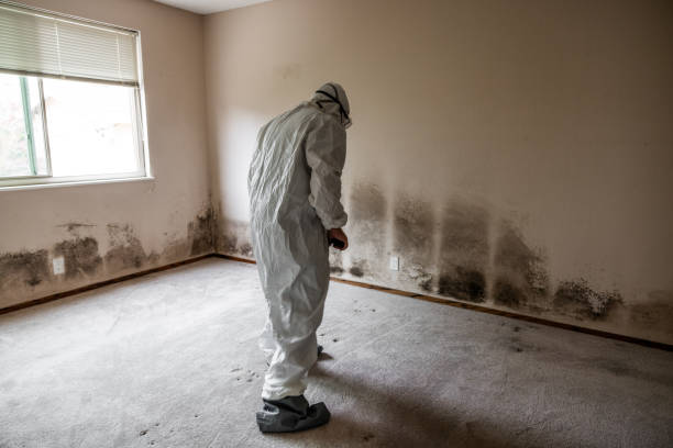 Best Certified Mold Removal  in Peachtree City, GA