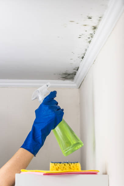 Best Mold Removal Specialists  in Peachtree City, GA