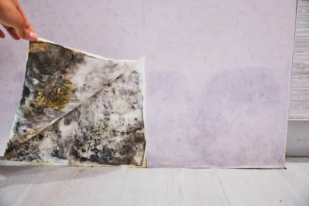 Best Residential Mold Removal  in Peachtree City, GA